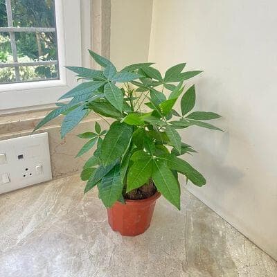 Pachira aquatica Money Tree Plants 13.5 cm pot