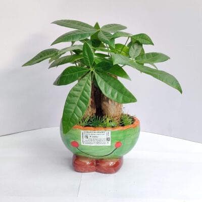 Pachira money Tree Plants