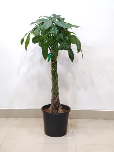 Pachira Money Tree Plants