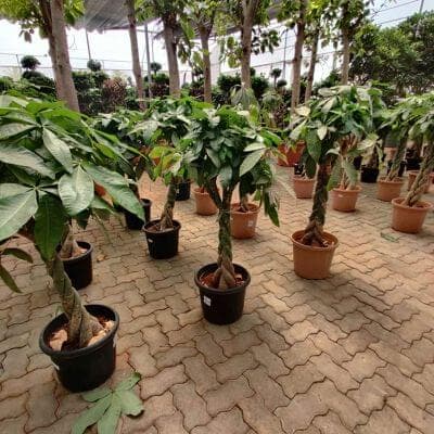 Pachira Money Plants