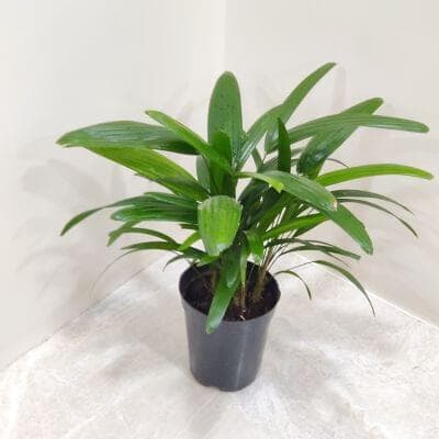 Rhapis Excelsa palm 12 cm pot