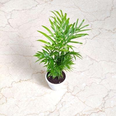 Bamboo Palm 8.5 cm pot