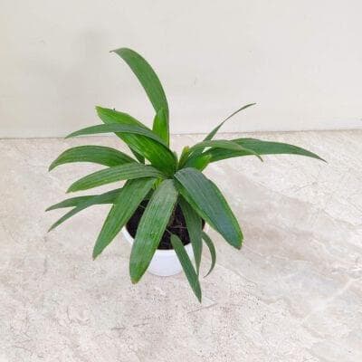 Rhapis Excelsa Palm 8.5 cm pot
