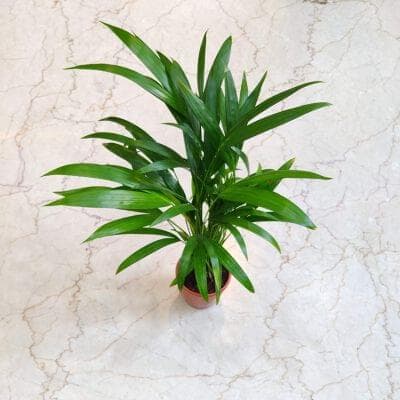 Areca Palm plants 10 cm pot