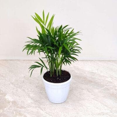 Bamboo Palm 10 cm pot