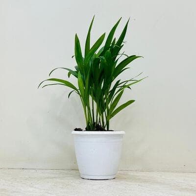 Areca Palm 12 cm pot