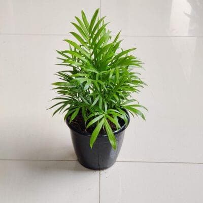 Bamboo Palm 12 cm pot