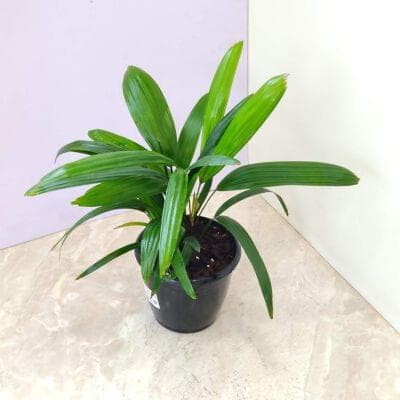 Rhapis Excelsa Palm 12 cm pot