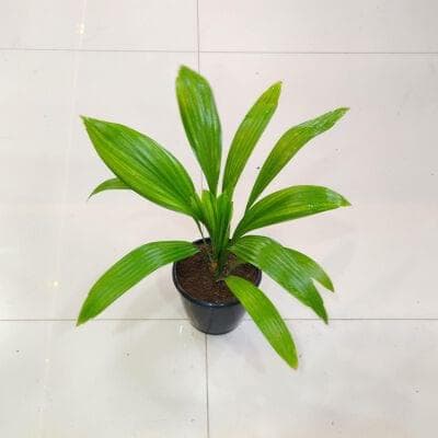 Homalomena Curculigo Capitulata Plants 12 cm pot