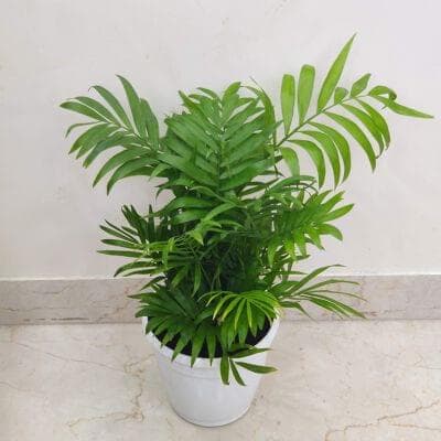 Bamboo Palm 15 cm pot