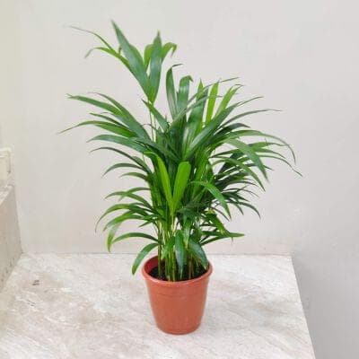 Areca Palm 15 cm pot
