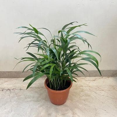 Areca Palm plants 20 cm pot