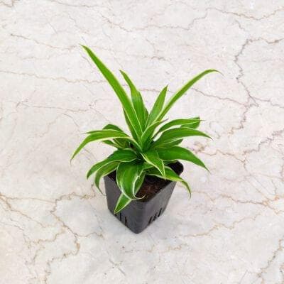 Chlorophytum 8.5 cm pot