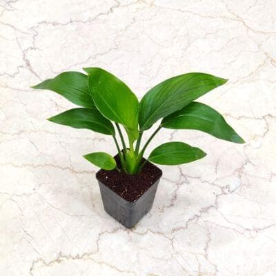 Philodendron Bird of Paradise Yellow 8.5 cm pot