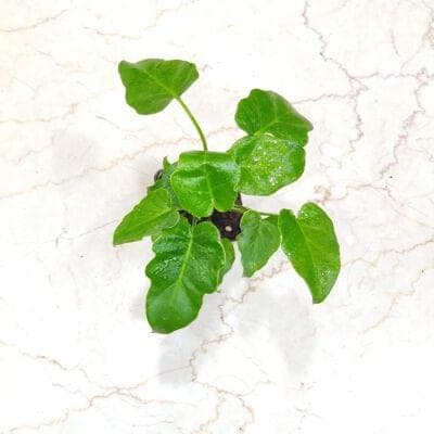 Philodendron zanadu 8.5 cm pot