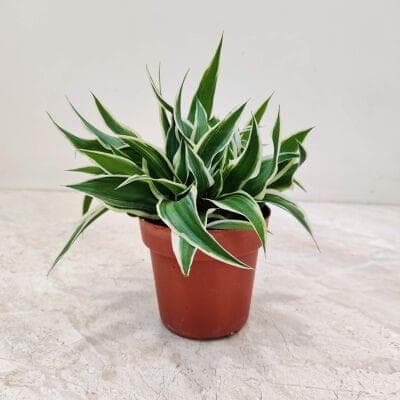 Chlorophytum 8.5 cm pot