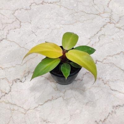 Philodendron Sunshine 8.5 cm pot