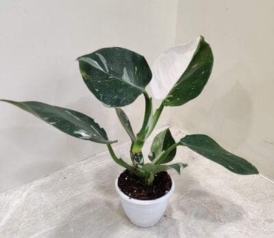 Philodendron White Wizard 8.5 cm pot