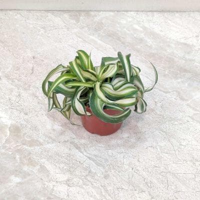 Chlorophytum comosum Bonnie plants 8.5 cm pot