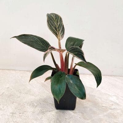 Philodendron Pink Bikin 8.5 cm pot