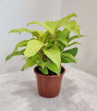 Philodendron Golden 10 cm pot