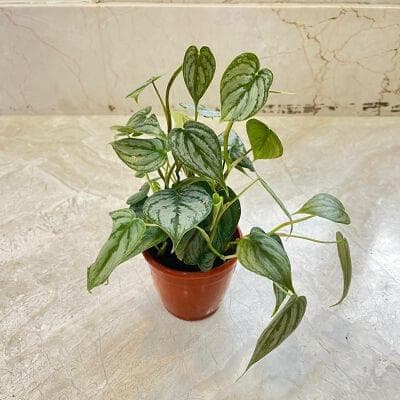 Philodendron Brandtianum Plants 10 cm pot