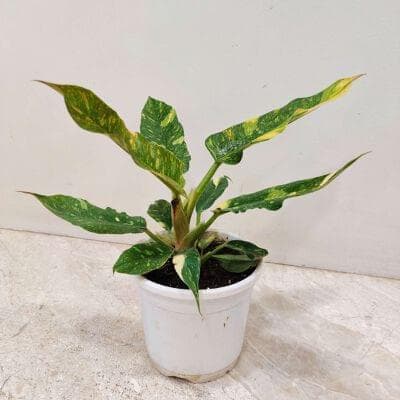 Philodendron Narrow Variegated 10 cm pot