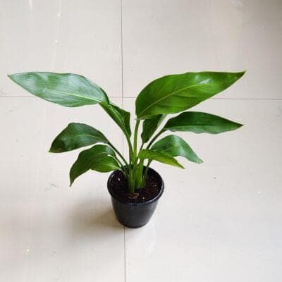 Philodendron Bird of Paradise Yellow 12 cm pot