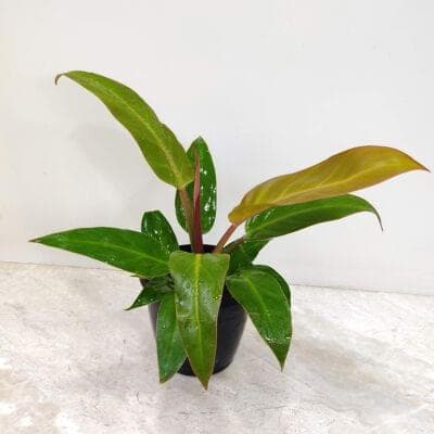 Philodendron Sunshine 12 cm pot