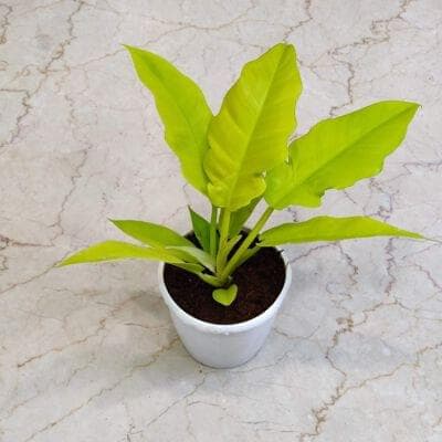 Philodendron Golden Saw 12 cm pot