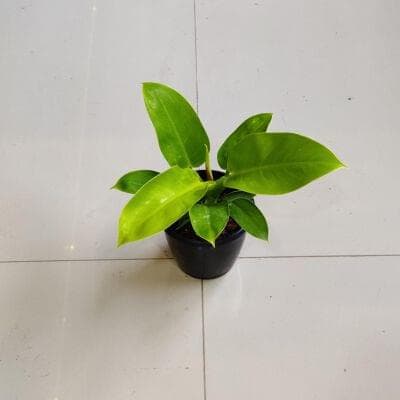 Philodendron Moonshine 12 cm pot