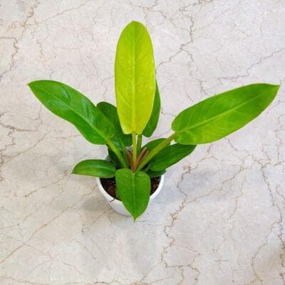 Philodendron Golden Melinonii 12 cm pot
