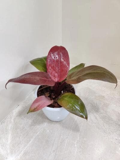 Philodendron Sun Red 12 cm pot