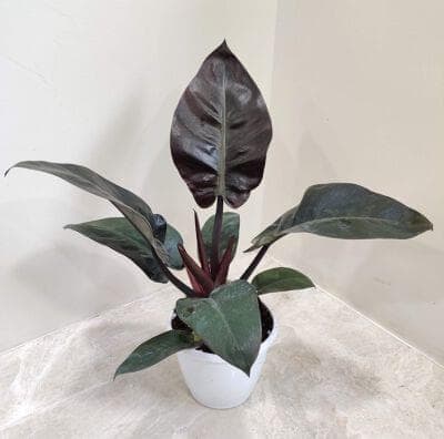 Philodendron Black Cardinal 12 cm pot