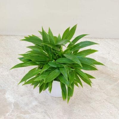 Philodendron Miniature 12 cm pot