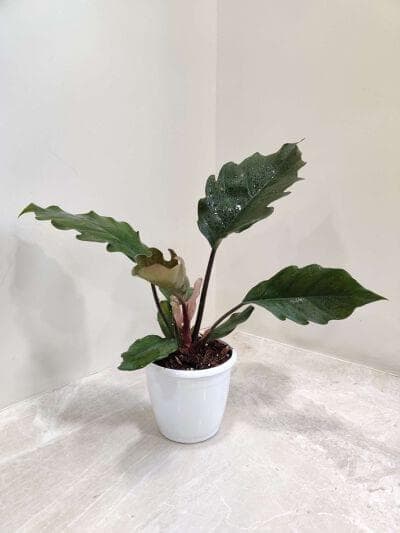Philodendron Black Narrow 12 cm pot