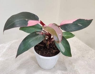 Philodendron Pink Princess 12 cm pot