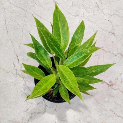 Philodendron Calkins Gold 12 cm pot