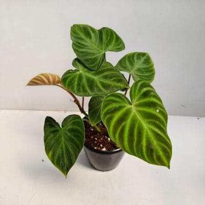 Philodendron Verrucosum 12 cm pot