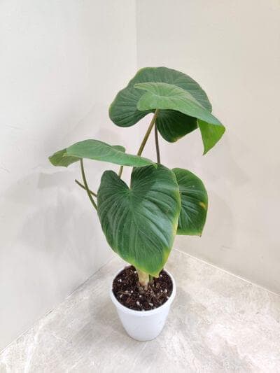 Philodendron Homalomena Green 12 cm pot
