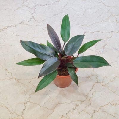 Philodendron Black Majesty Plants 12 cm pot
