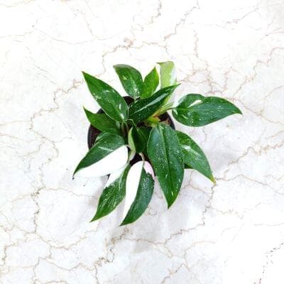 Philodendron White Wizard 12 cm pot