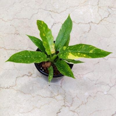 Philodendron Narrow Variegated 12 cm pot