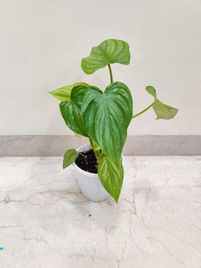 Philodendron Gloriosum 12 cm pot