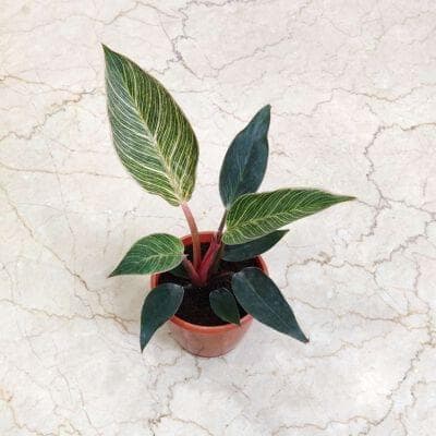 Philodendron Pink Bikin 12 cm pot
