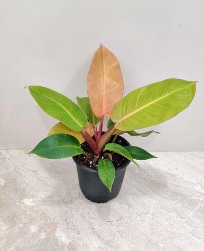 Philodendron Sunshine 14.5 cm pot