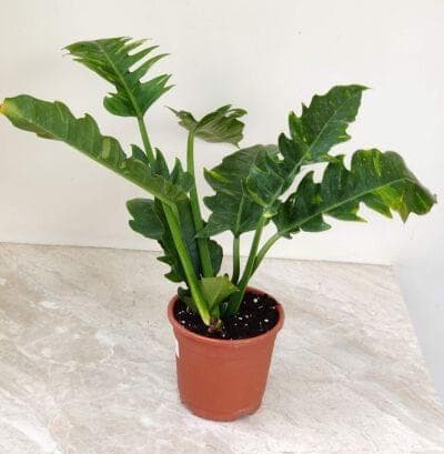 Philodendron Narrow Green 14.5 cm pot