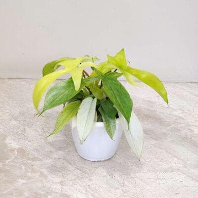 Philodendron Goeldii 12 cm pot