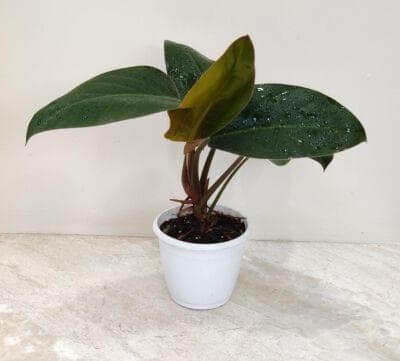 Philodendron Red Congo 12 cm pot