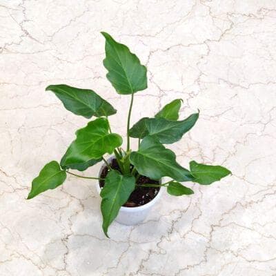 Philodendron Xanadu Green 12 cm pot